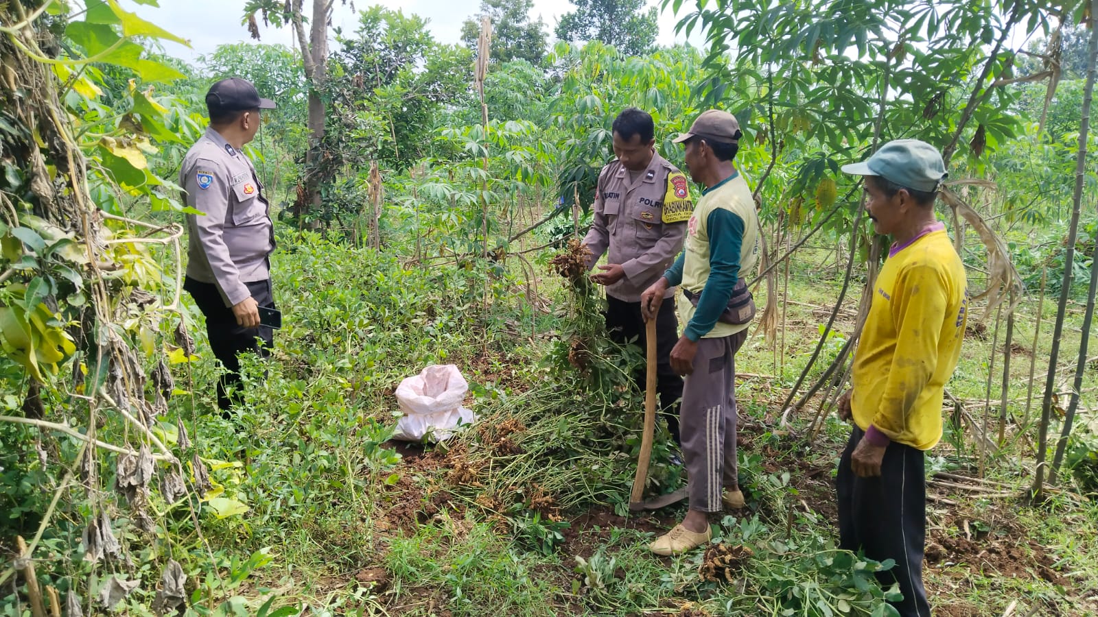 Pekarangan Warga Duren Jadi Kebun Kacang Produktif, Polisi Turut Dampingi