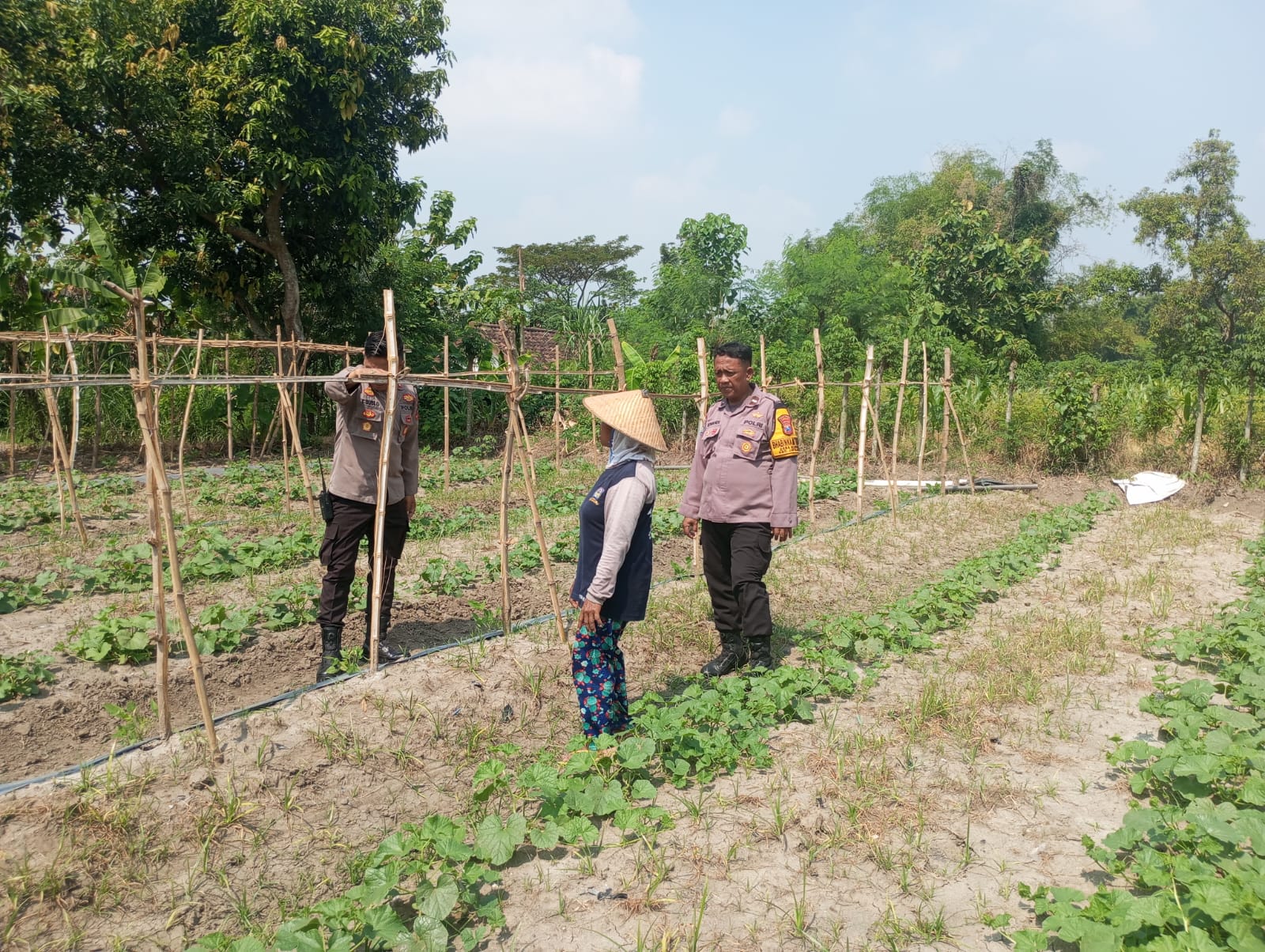 Bhabinkamtibmas Munung Dampingi Warga Manfaatkan Lahan Sela untuk Labu Air