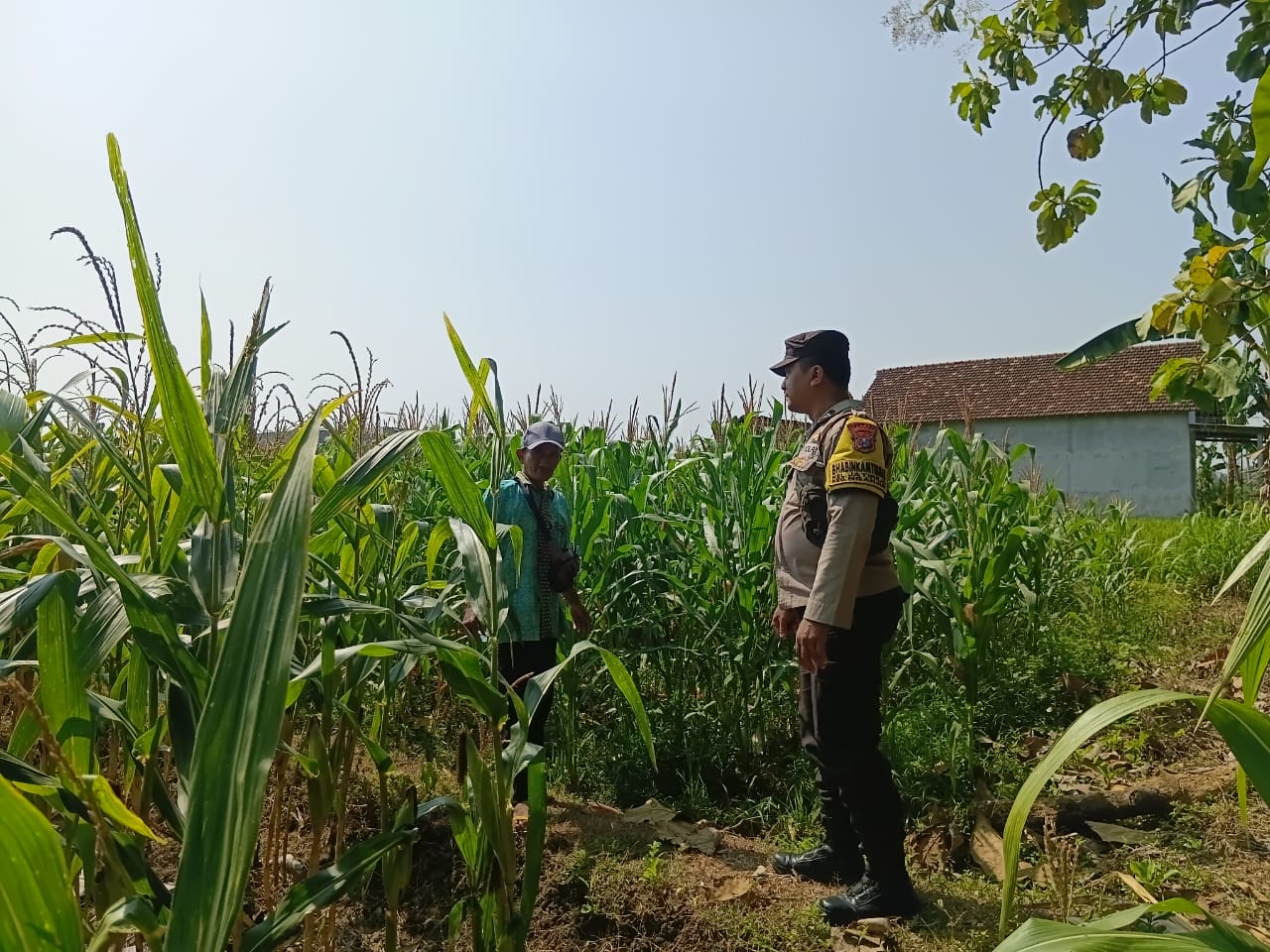 Bhabinkamtibmas Jatirejo Aktif Dampingi Petani Jagung Dukung Ketahanan Pangan