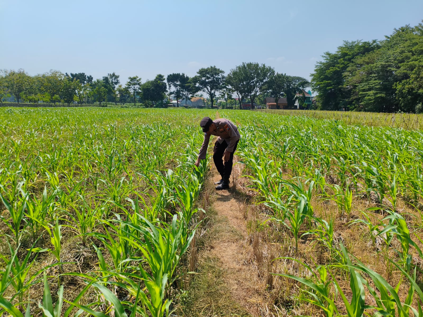 Bhabinkamtibmas Desa Kepel Dampingi Petani Jagung Dukung Ketahanan Pangan Nasional