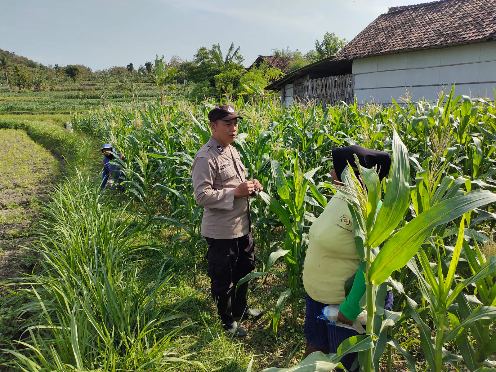 Polisi Pantau Lahan Tadah Hujan di Bajang, Pastikan Jagung dan Padi Tetap Produktif
