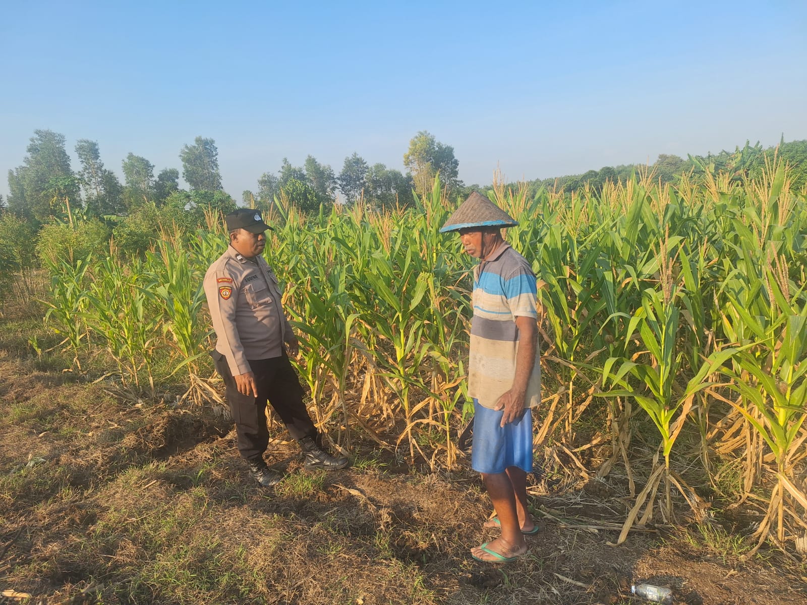Bhabinkamtibmas Desa Sanggrahan Pantau Lahan Jagung, Antisipasi Dampak Musim Kemarau