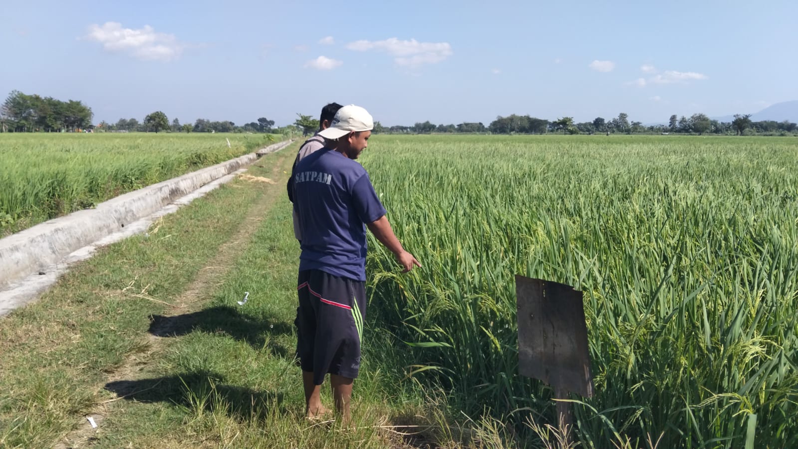 Perkuat Ketahanan Pangan Nasional, Bhabinkamtibmas Kelurahan Bogo Sambangi Petani Padi
