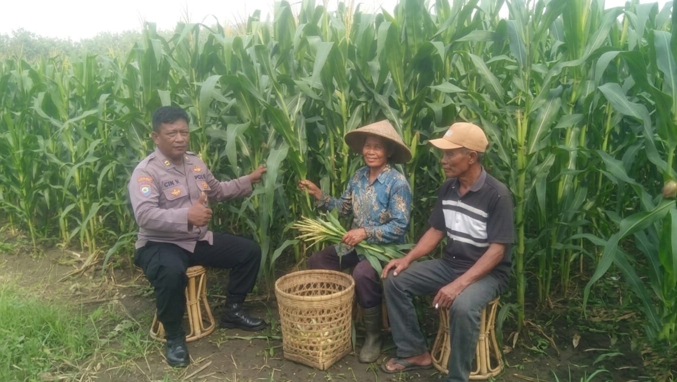 Polisi Pantau Lahan Jagung Warga Oro-Oro Ombo untuk Dukung Ketahanan Pangan