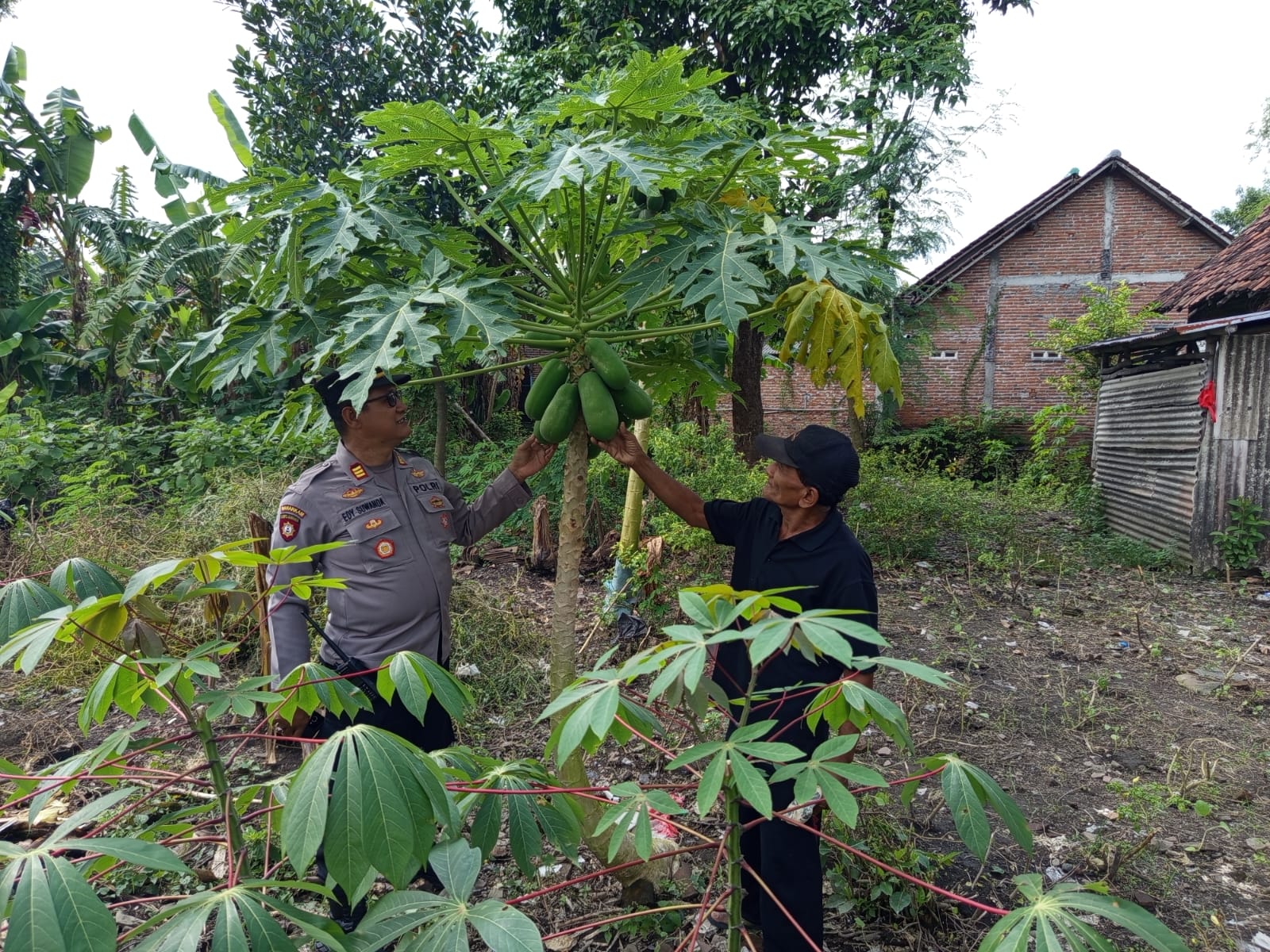 Kapolsek Patianrowo Pantau Pekarangan Pepaya Warga, Dukung Ketahanan Pangan Nasional