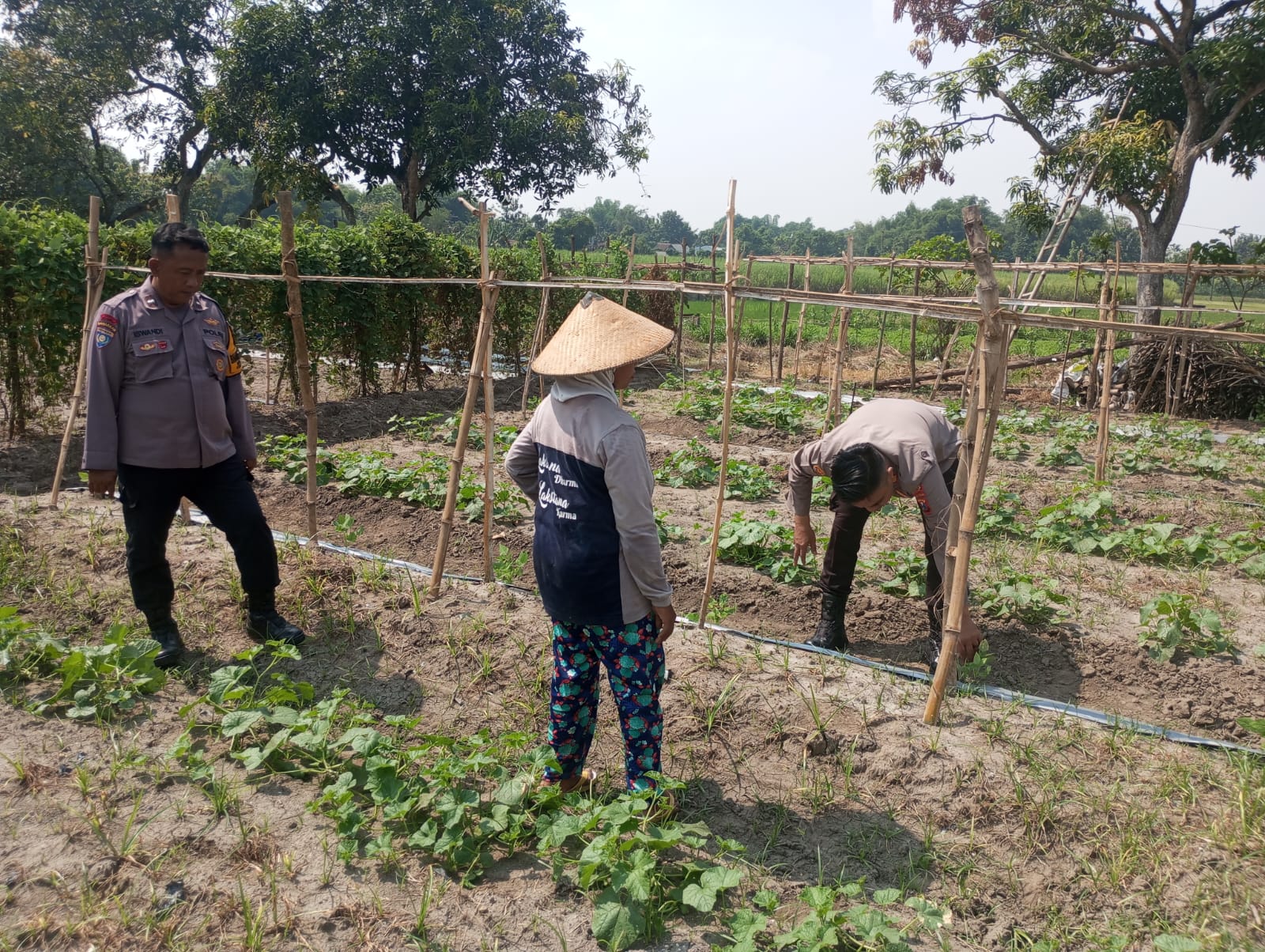Lahan Sela Disulap Jadi Kebun Labu, Polisi Dampingi Warga Dukung Ketahanan Pangan