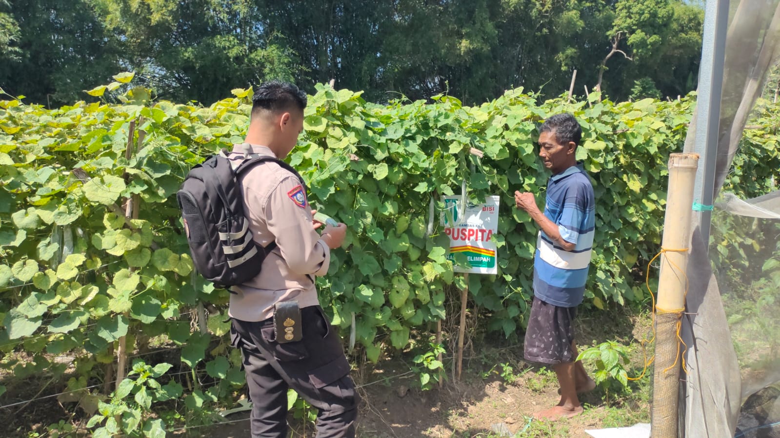 Lahan Sela Pagar Sawah Disulap Jadi Kebun Labu, Polisi Dukung Ketahanan Pangan Warga