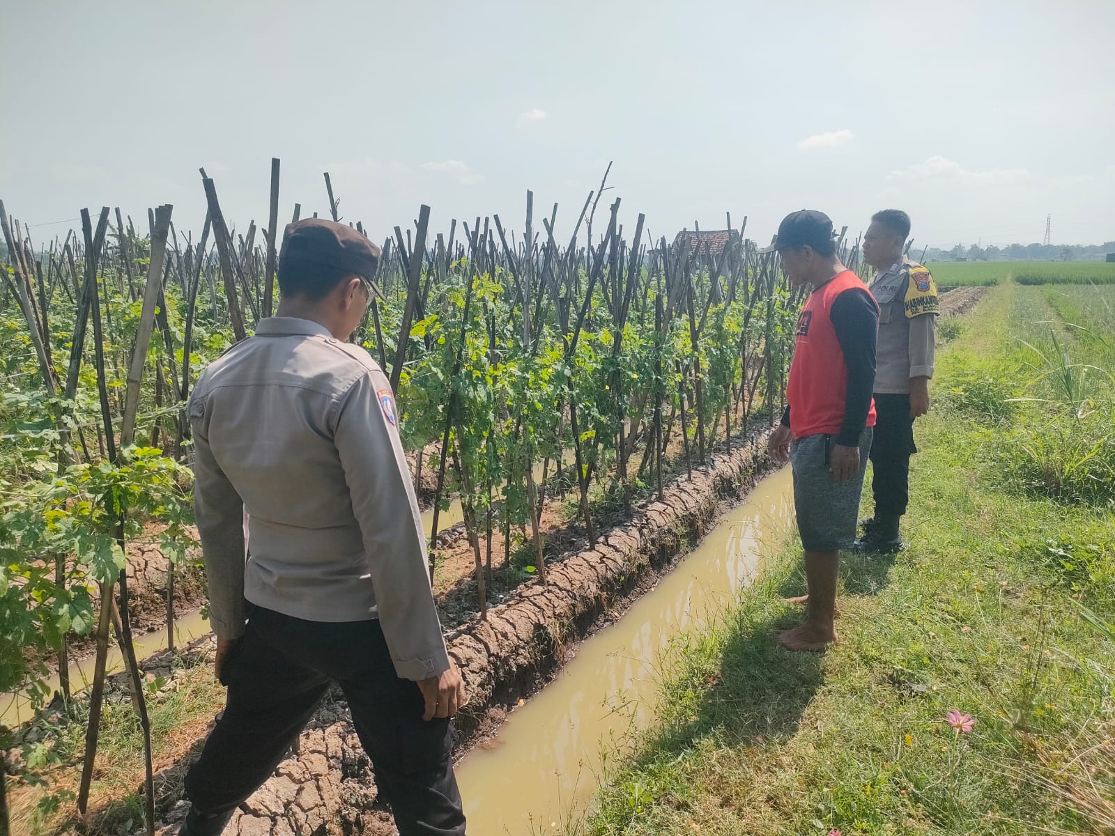 Cuaca Mendukung, Bhabinkamtibmas Patianrowo Pantau Budidaya Melon di Lahan Sela Warga