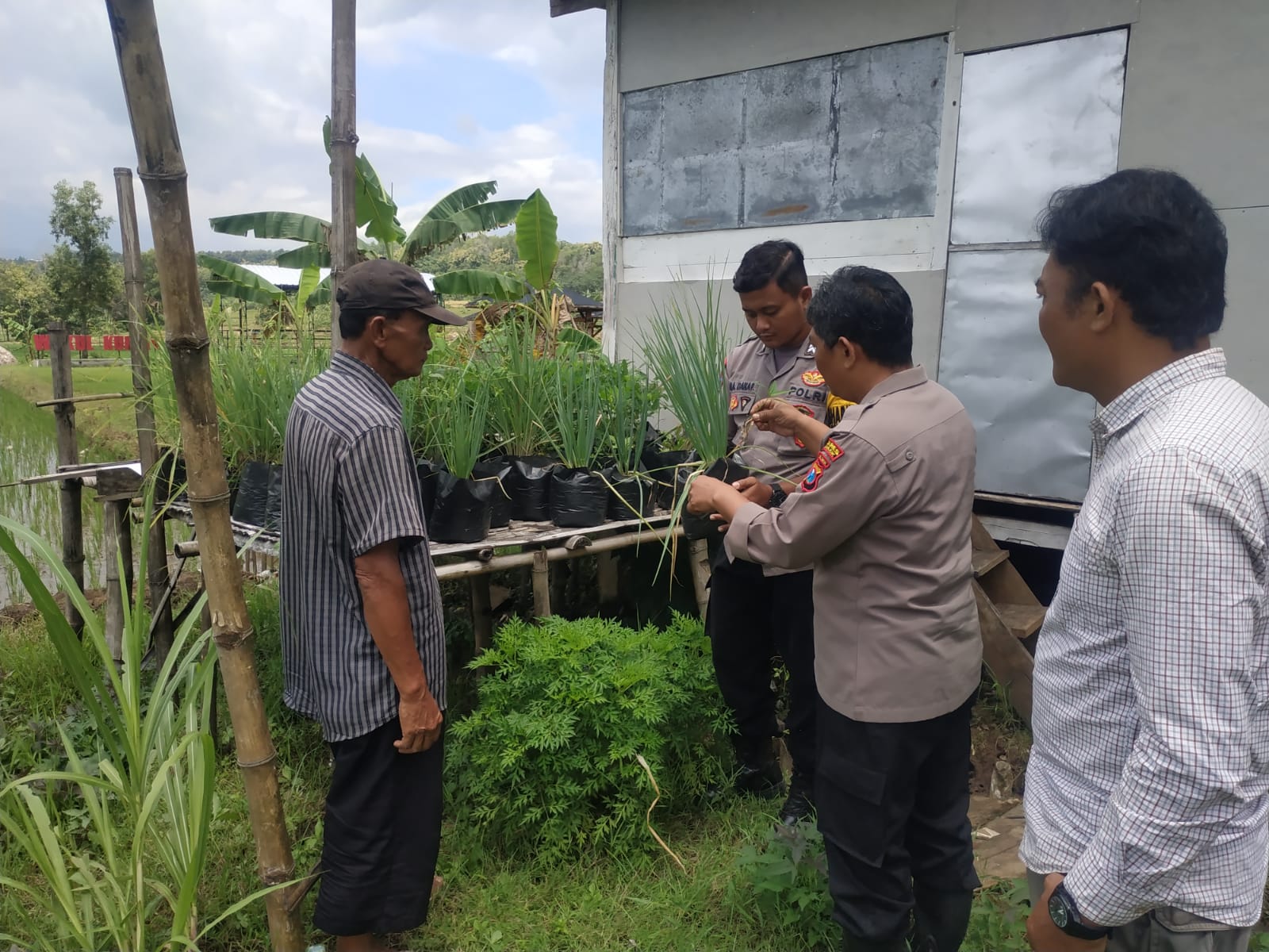 Manfaatkan Lahan Sela, Bhabinkamtibmas Tempuran Pantau Budidaya Bawang Merah Warga