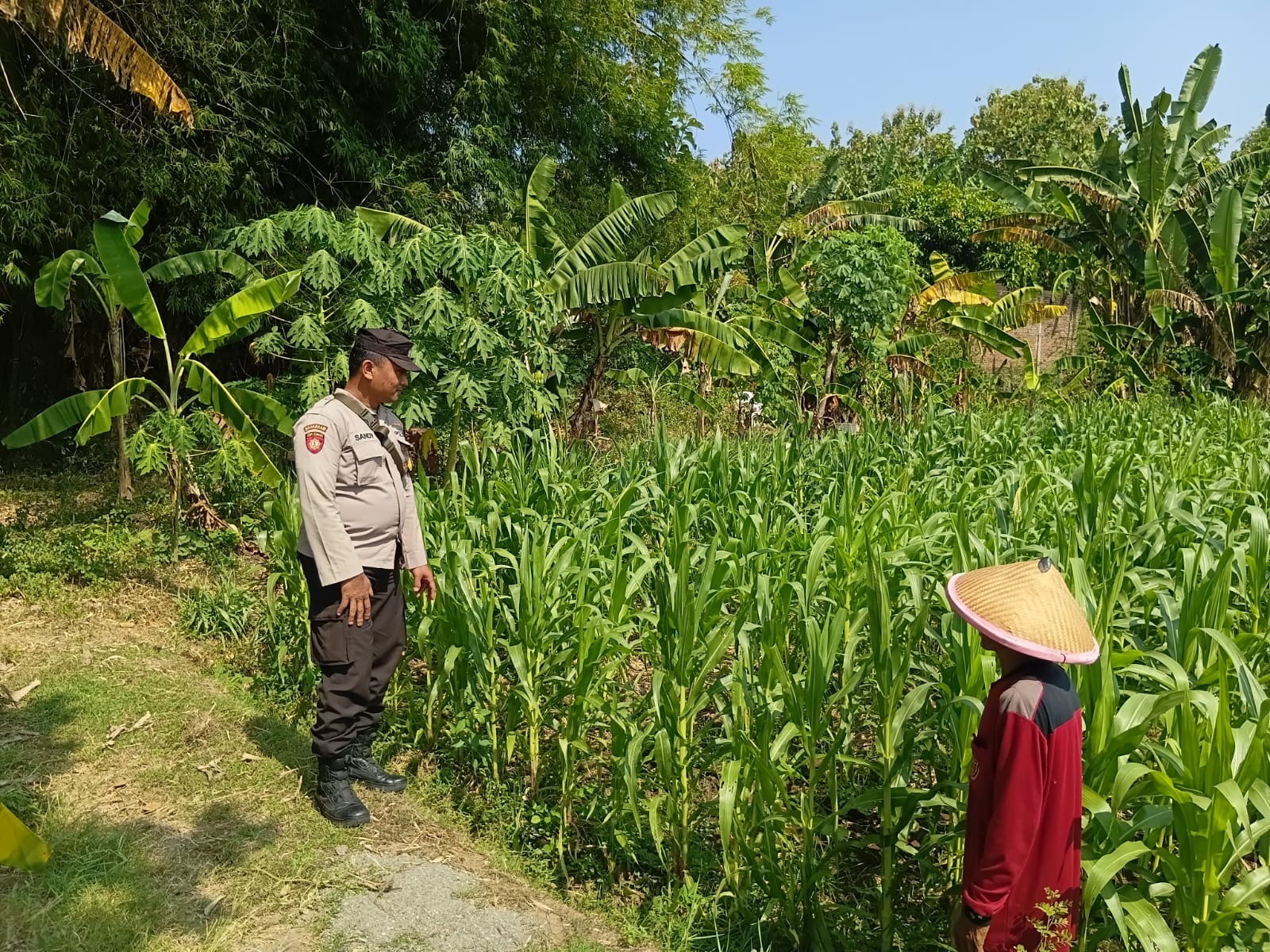 Pantau Jagung dan Ingatkan Kunci Ganda, Polisi Dukung Ketahanan Pangan Sekaligus Keamanan Petani