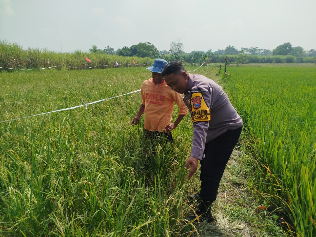 Dukung Ketahanan Pangan, Bhabinkamtibmas Polsek Jatikalen Sambangi Petani Padi di Sawah