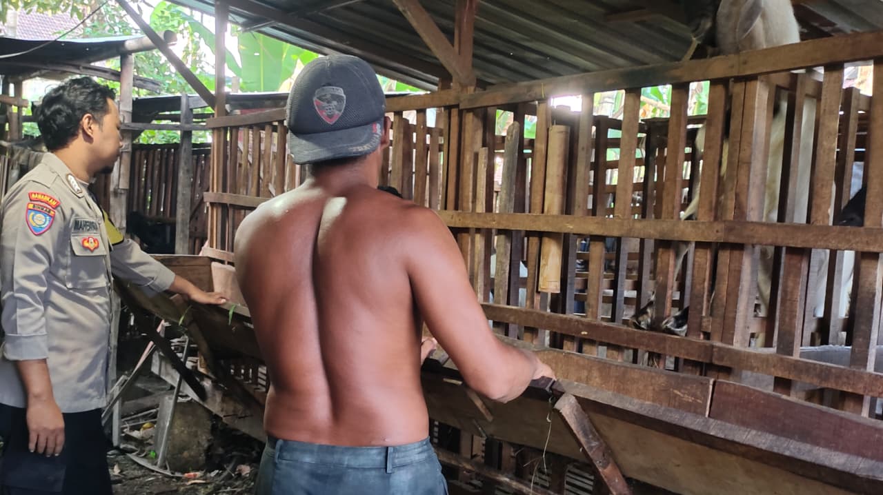 Pantau Ternak Kambing dari Pakan hingga Keamanan, Bhabinkamtibmas Kedungombo Dukung Ketahanan Pangan