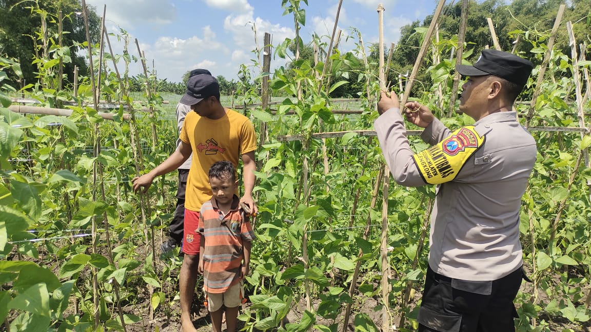 Hadapi Musim Kemarau, Petani Kedungmlaten Beralih ke Kacang Panjang dan Melon