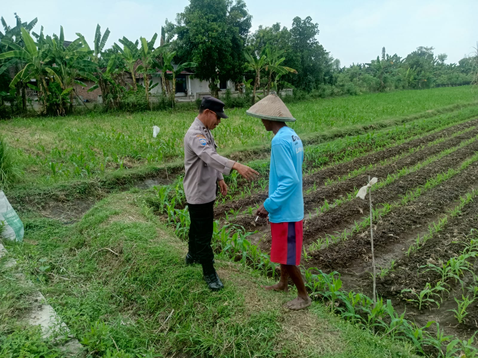 Kawal Jagung di Musim Kemarau, Bhabinkamtibmas Ngepung Cek Pupuk dan Keamanan Pompa Air