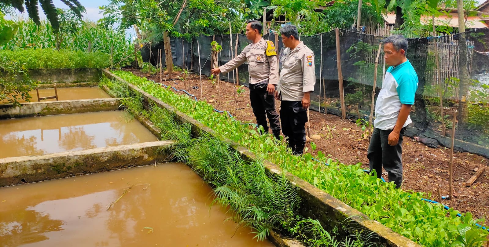 Kolam Ikan dan Sawi Jadi Andalan, Polisi Dukung Ketahanan Pangan Warga Ngetos