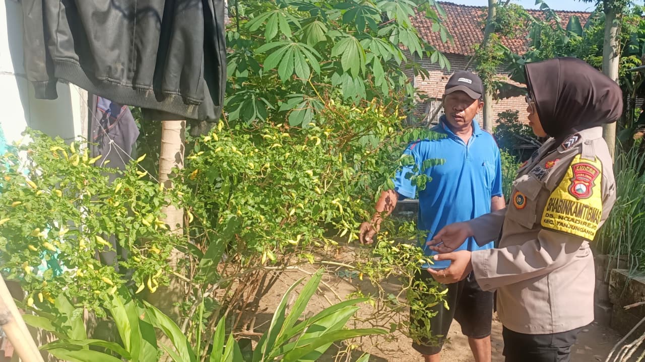 Beragam Sayuran Tumbuh Subur di P2B Warga, Bhabinkamtibmas Ngadirejo Lakukan Pendampingan