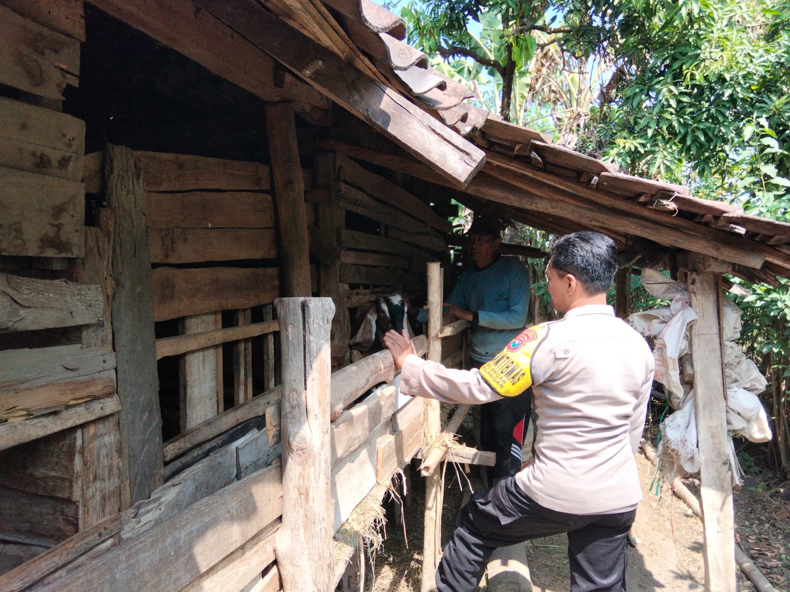 Pantau Ternak Kambing Warga, Bhabinkamtibmas Wilangan Perkuat Ketahanan Pangan Nasional