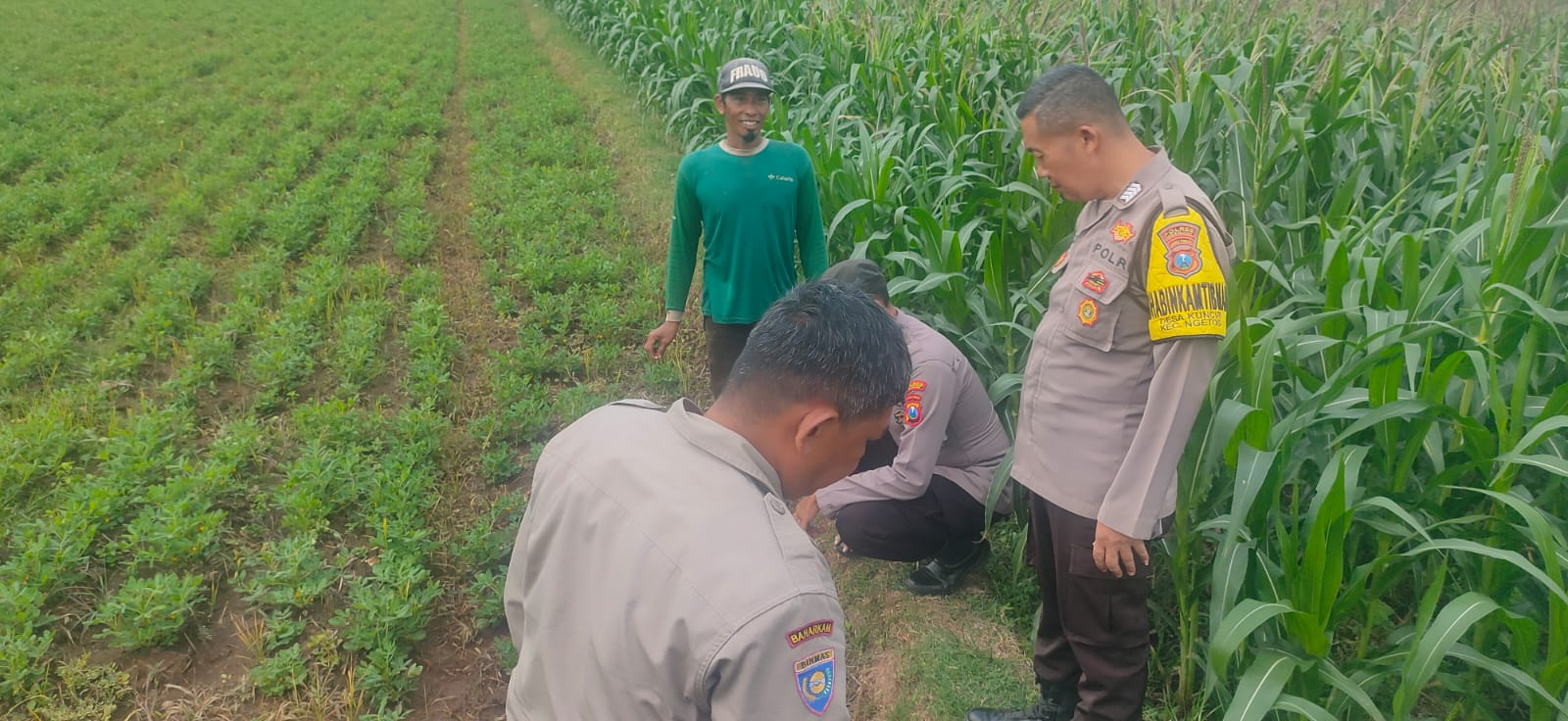 Cek Tanaman Kacang Tanah dan Ketersediaan Air, Polisi Ngetos Kawal Ketahanan Pangan Warga