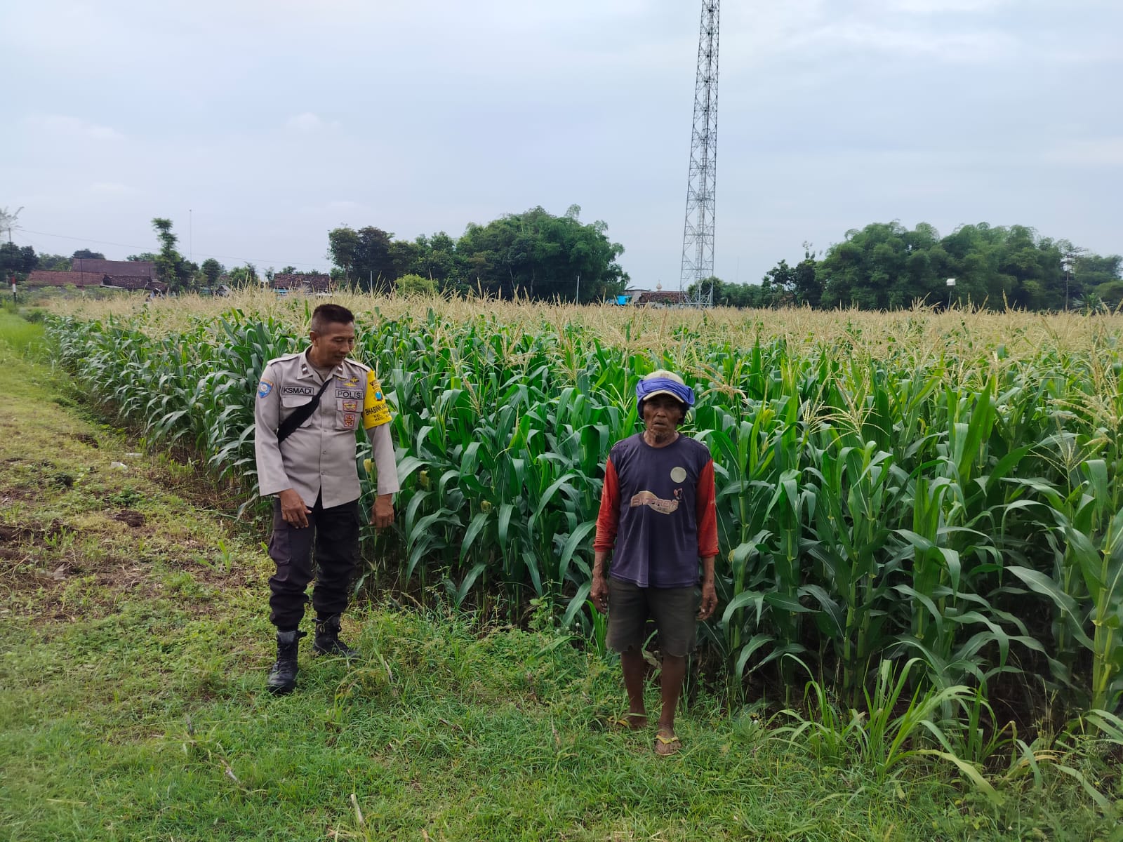 Jagung Tumbuh Subur, Bhabinkamtibmas Gebangkerep Apresiasi Pola Tanam Petani