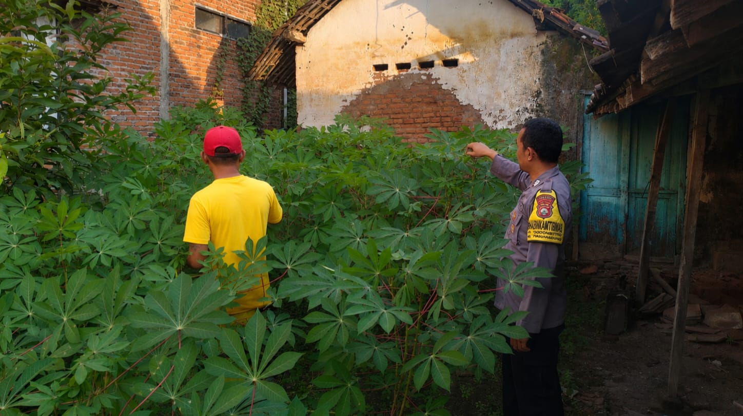 Manfaatkan Musim Kemarau, Bhabinkamtibmas Bungur Pantau Budidaya Terong di Lahan Persawahan
