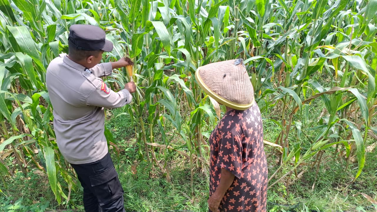 Bhabinkamtibmas Prambon Dorong Ketahanan Pangan, Pantau Peternakan Warga di Desa Sanggrahan