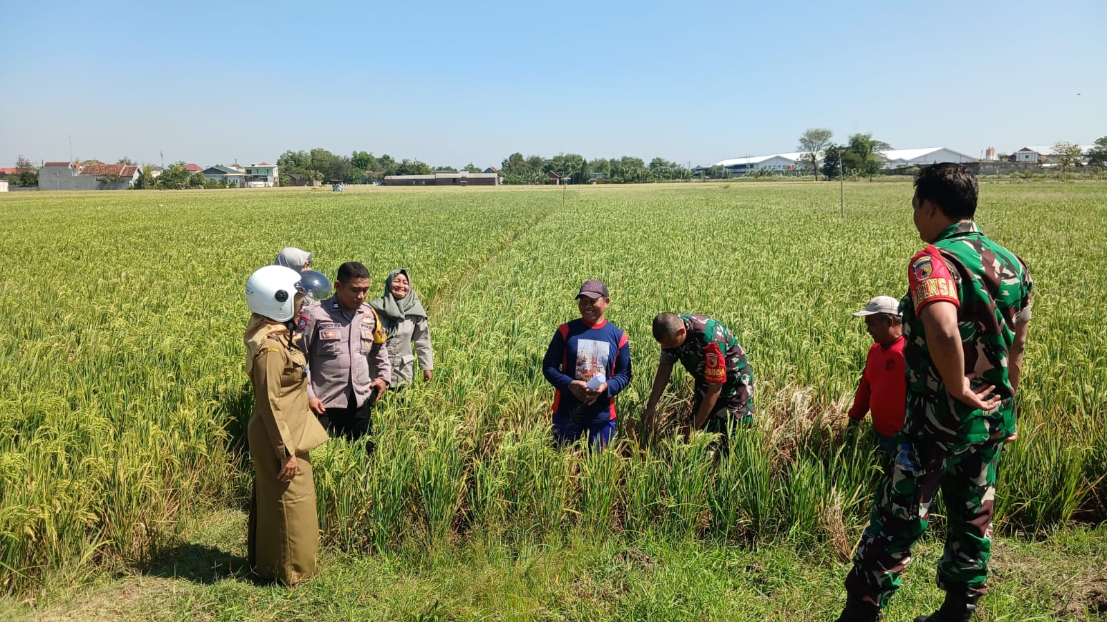 Kolaborasi 3 Pilar Kelurahan Cangkringan Dampingi Petani, Wujud Dukungan Program Ketahanan Pangan dan Swasembada Pangan