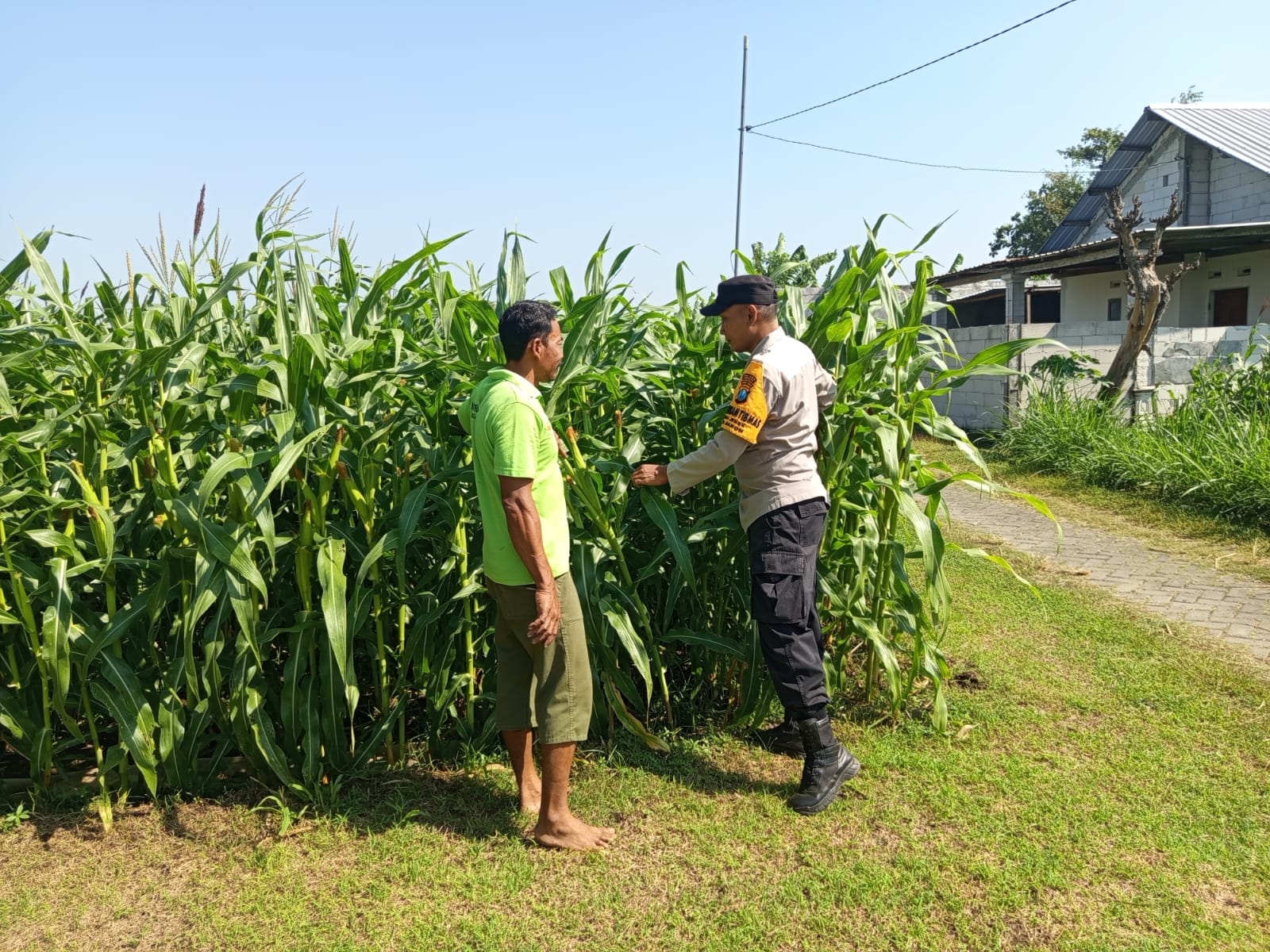 Pantau Tanaman Jagung, Bhabinkamtibmas Desa Jekek Perkuat Ketahanan Pangan Nasional