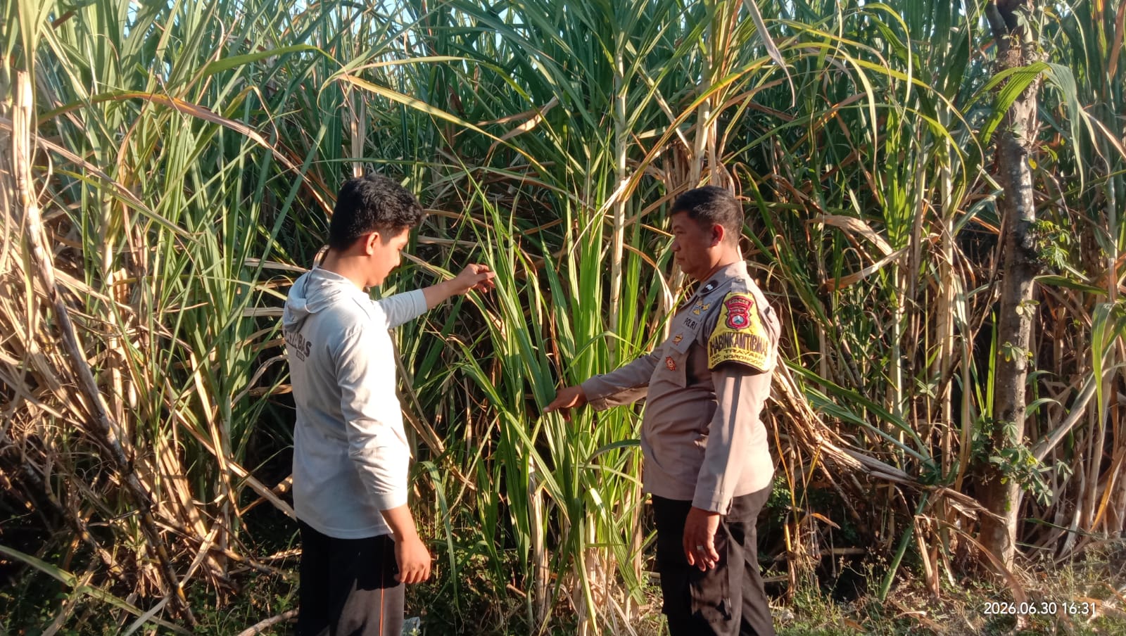 Pantau Jagung dan Tebu, Bhabinkamtibmas Desa Trayang Perkuat Ketahanan Pangan