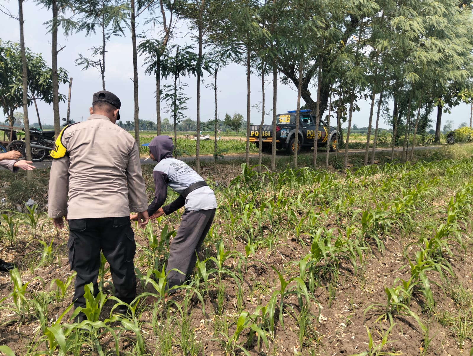 Cek Jagung, Pupuk dan Pasokan Air, Anggota BKTM Patianrowo Kawal Ketahanan Pangan