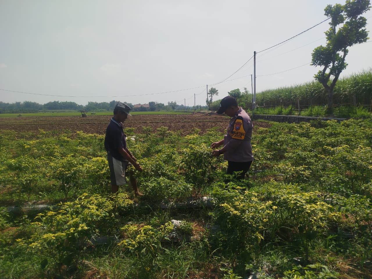 Jelang Panen, Bhabinkamtibmas Imbau Petani Jaga Lahan Cabai Bernilai Ekonomi Tinggi