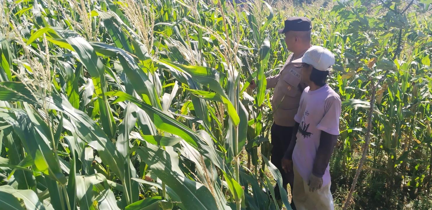 Kanit Binmas Polsek Ngetos Pantau Lahan Jagung dan Ketersediaan Air Dukung Ketahanan Pangan