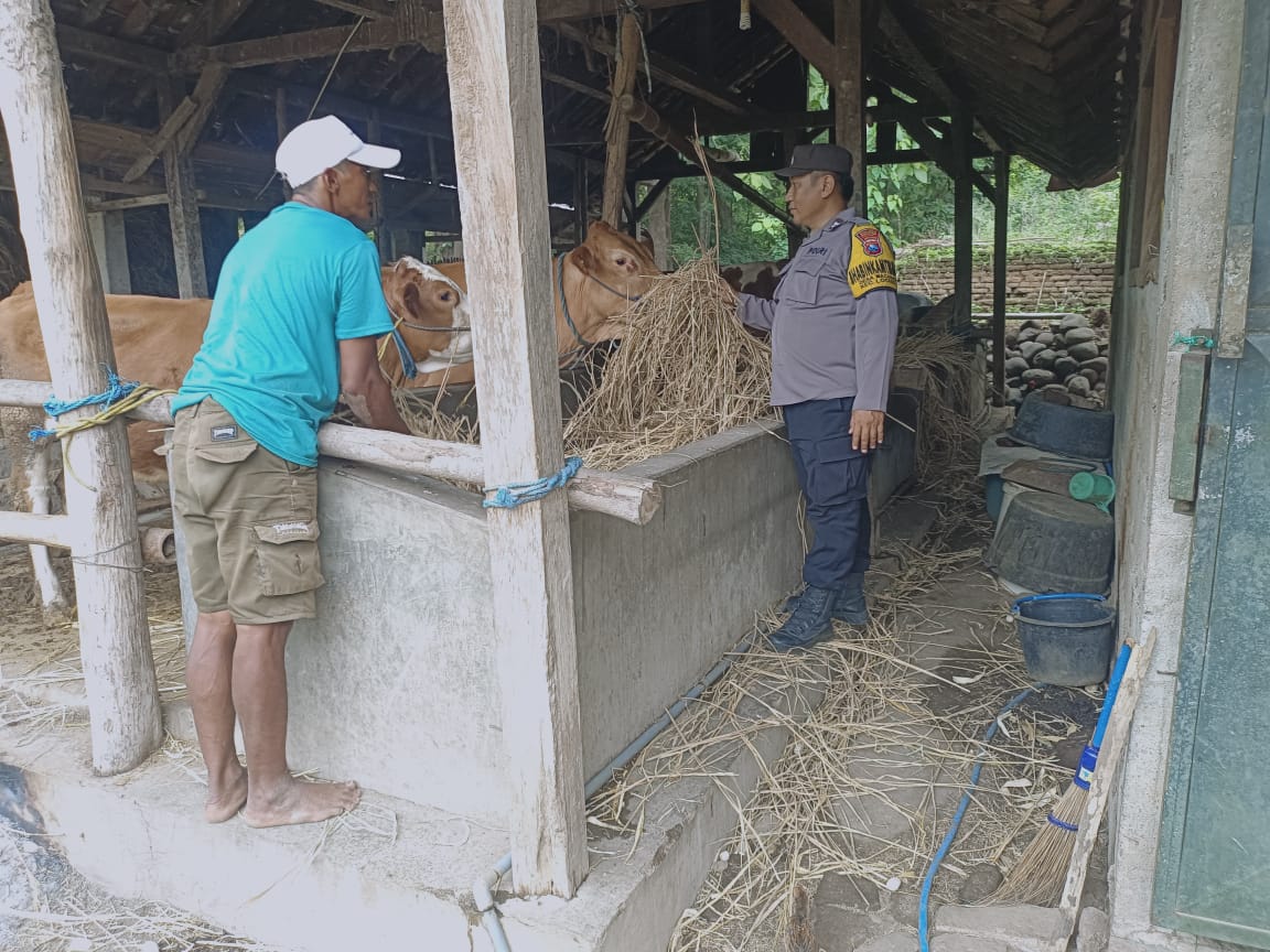 Pantau Peternakan Sapi dan Kambing, Bhabinkamtibmas Desa Macanan Perkuat Ketahanan Pangan