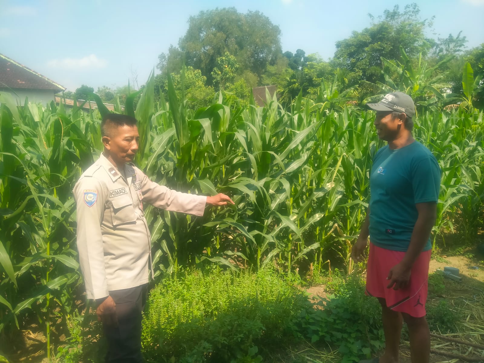 Pantau Lahan Jagung, Bhabinkamtibmas Desa Gebangkerep Dukung Ketahanan Pangan Nasional