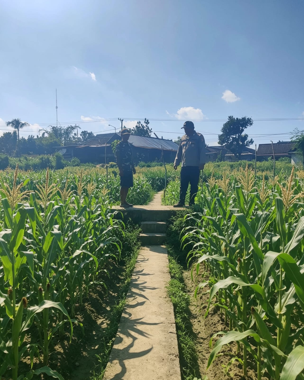 Pantau Jagung dan Ketersediaan Air, Bhabinkamtibmas Desa Tempuran Dukung Ketahanan Pangan
