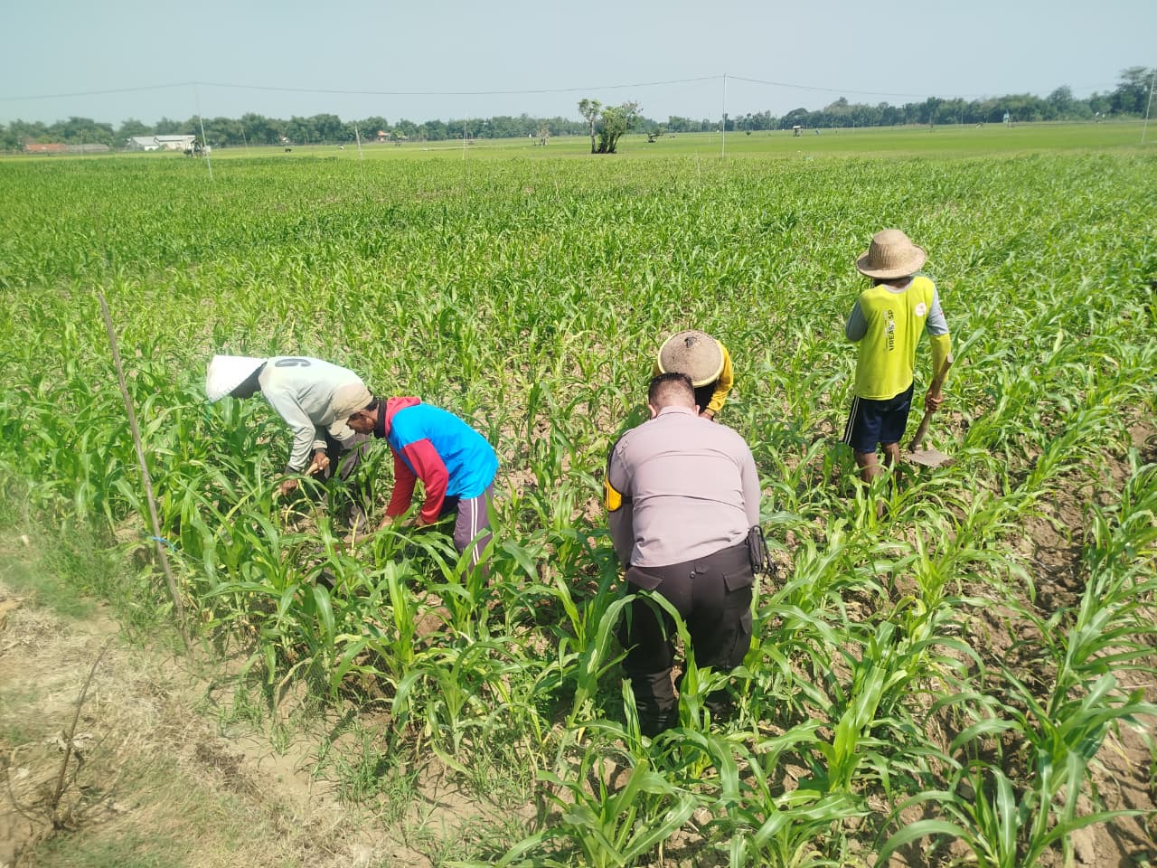 Tumpang Sari Jagung dan Terong, Bhabinkamtibmas Desa Kemaduh Dukung Ketahanan Pangan