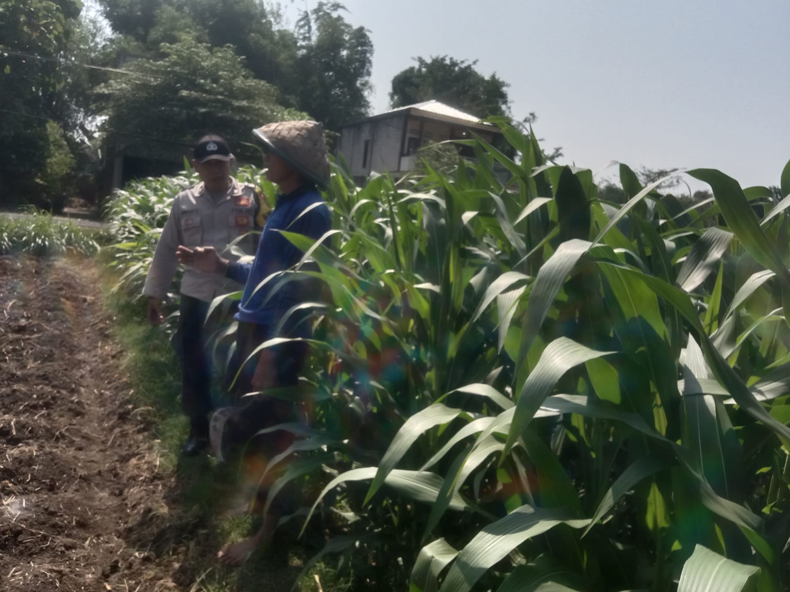 Pantau Lahan Jagung dan Ketersediaan Pupuk, Bhabinkamtibmas Desa Pacewetan Dukung Ketahanan Pangan