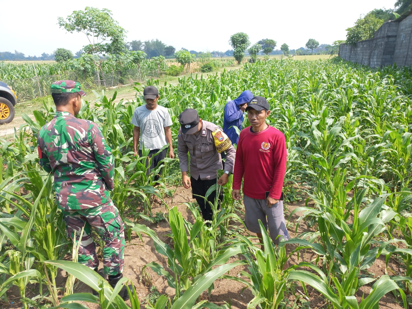 Pantau Jagung dan Ketersediaan Pupuk, Bhabinkamtibmas Desa Sonoageng Dukung Ketahanan Pangan