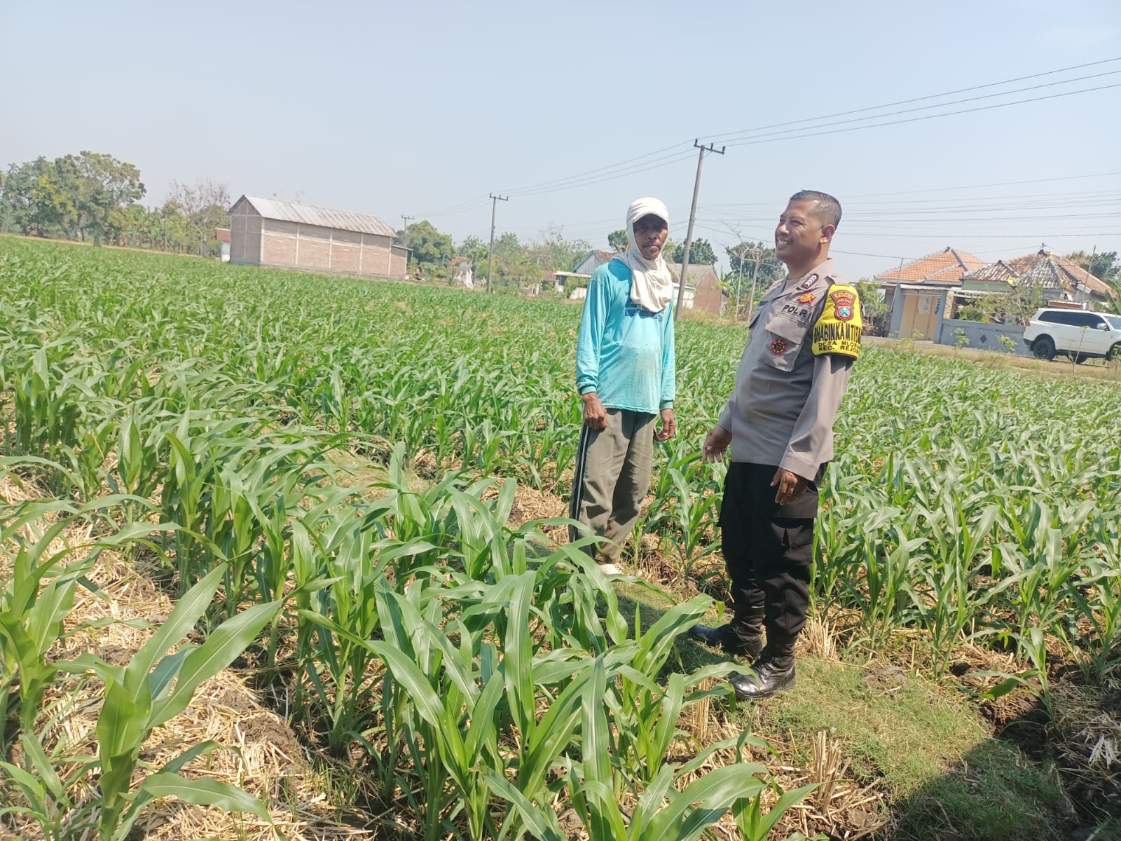 Pantau Tanaman Jagung, Bhabinkamtibmas Desa Mlorah Sisipkan Imbauan Keamanan Kendaraan Petani