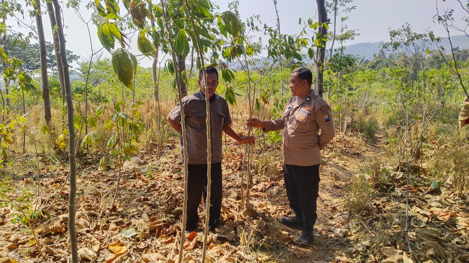 Tanam Ketela di Sela Hutan Jati, Kanit Binmas Polsek Sawahan Dukung Ketahanan Pangan