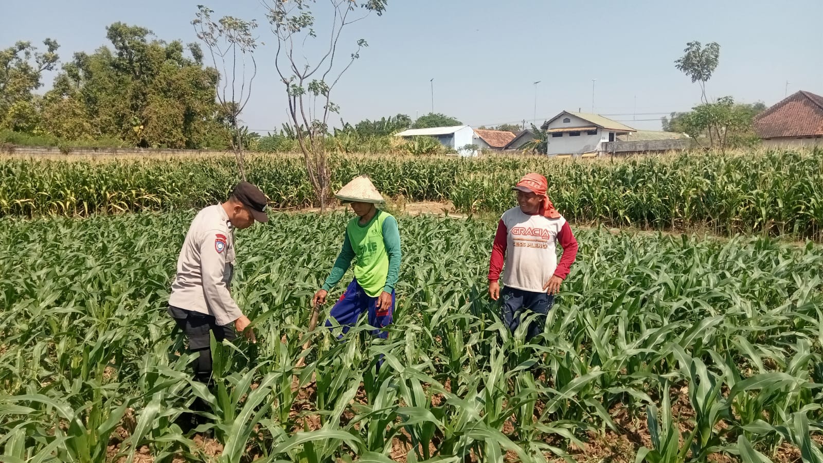 Bhabinkamtibmas Desa Loceret Pantau Tanaman Jagung Dukung Ketahanan Pangan Nasional