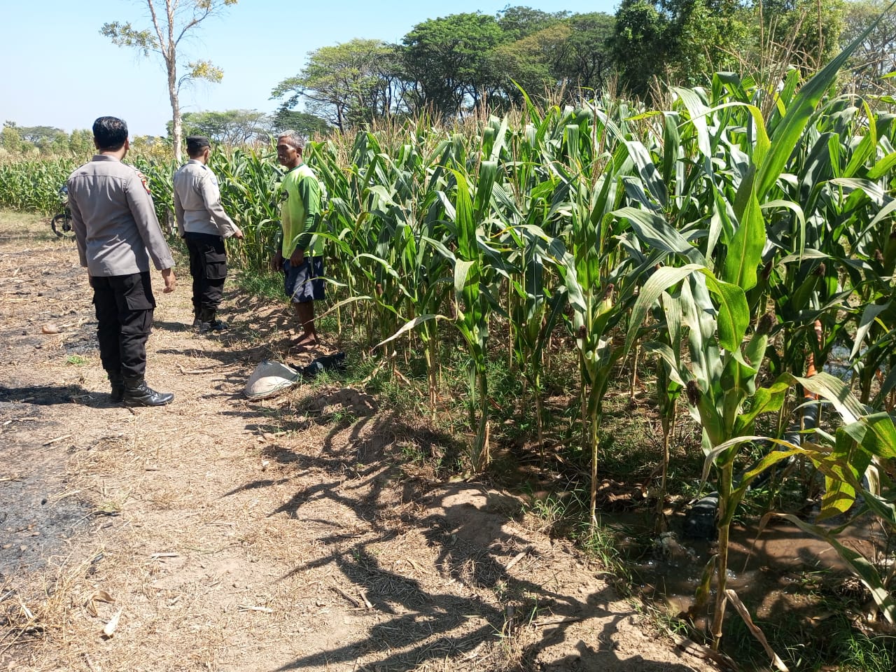 Anggota Polsek Wilangan Pantau Lahan Jagung dan Imbau Petani Amankan Kendaraan
