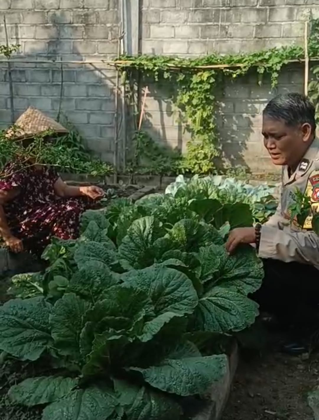 Bhabinkamtibmas Desa Senjayan Pantau Budidaya Sawi Putih dan Berikan Edukasi kepada Petani