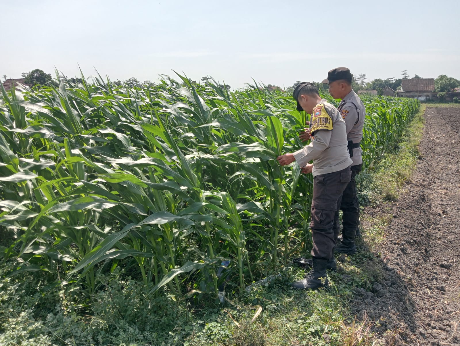 Bhabinkamtibmas Desa Tembarak Pantau Lahan Jagung dan Ketersediaan Air