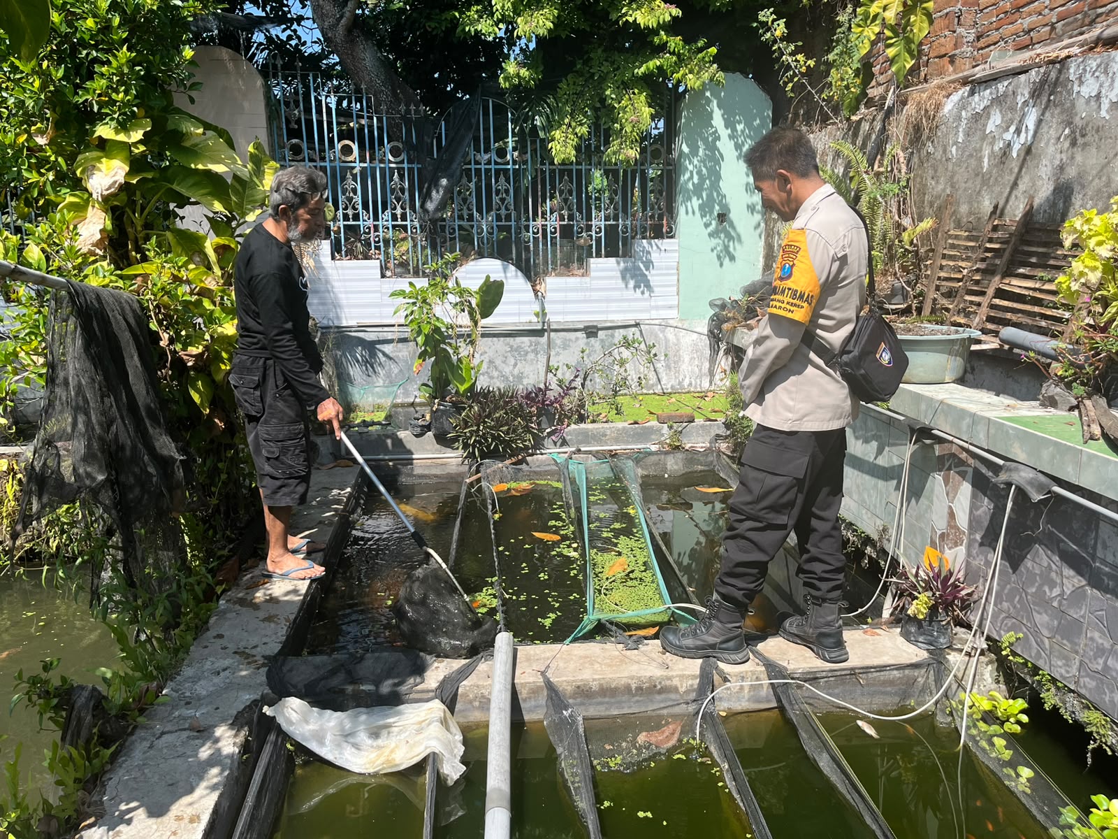 Bhabinkamtibmas Desa Gebangkerep Pantau Budidaya Nila dan Gurami di Pekarangan Pangan Bergizi