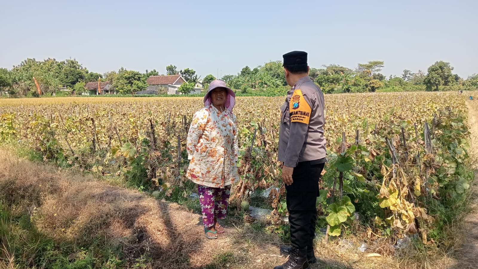 Melon Jadi Andalan Musim Kemarau, Bhabinkamtibmas Desa Kemaduh Lakukan Pendampingan