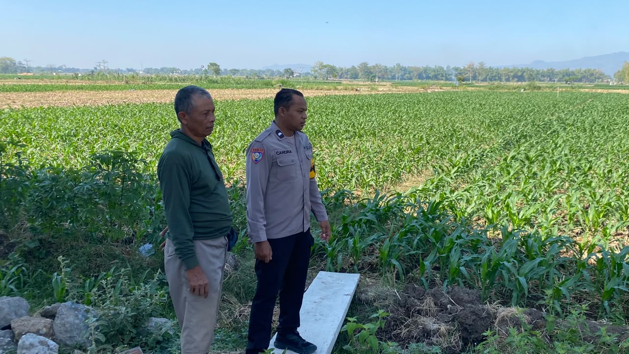 Bhabinkamtibmas Desa Nglaban Pantau Lahan Jagung, Cek Irigasi dan Sampaikan Imbauan Kamtibmas