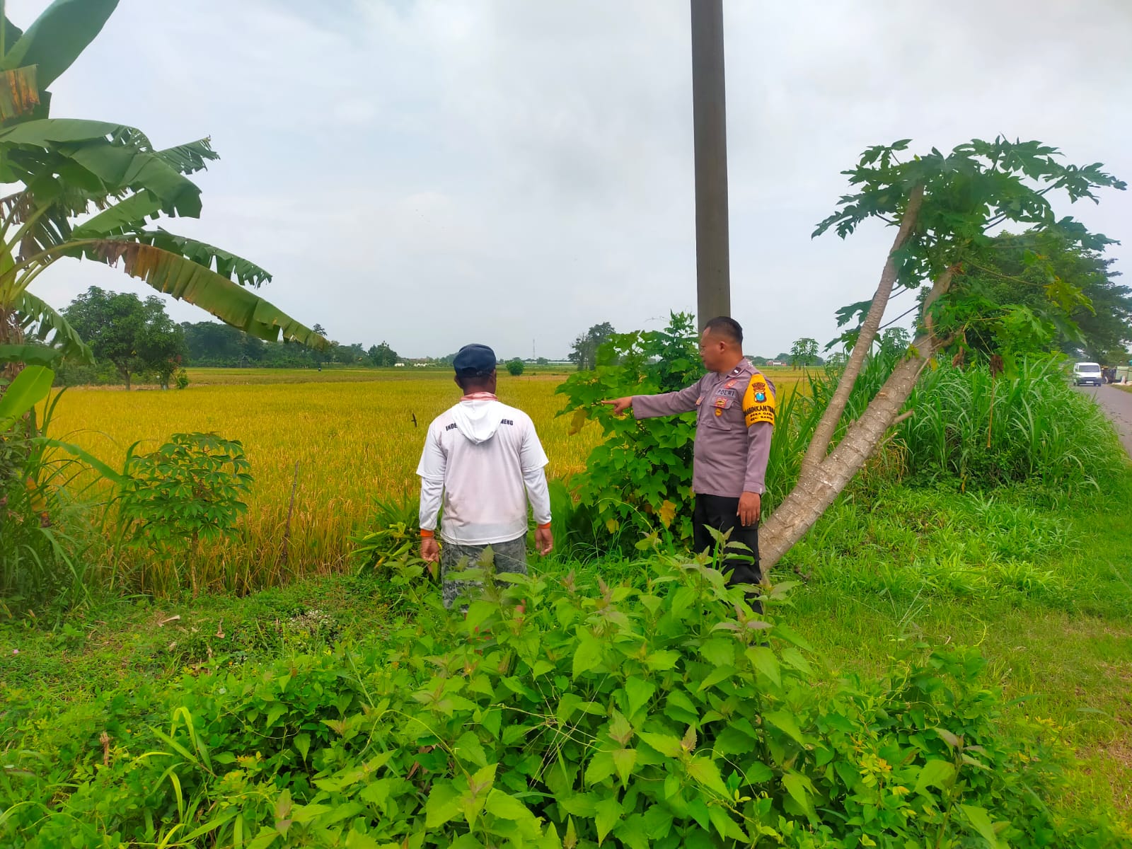 Bhabinkamtibmas Desa Garu Pantau Pemanfaatan Lahan Sela untuk Cabai dan Rumput Gajah