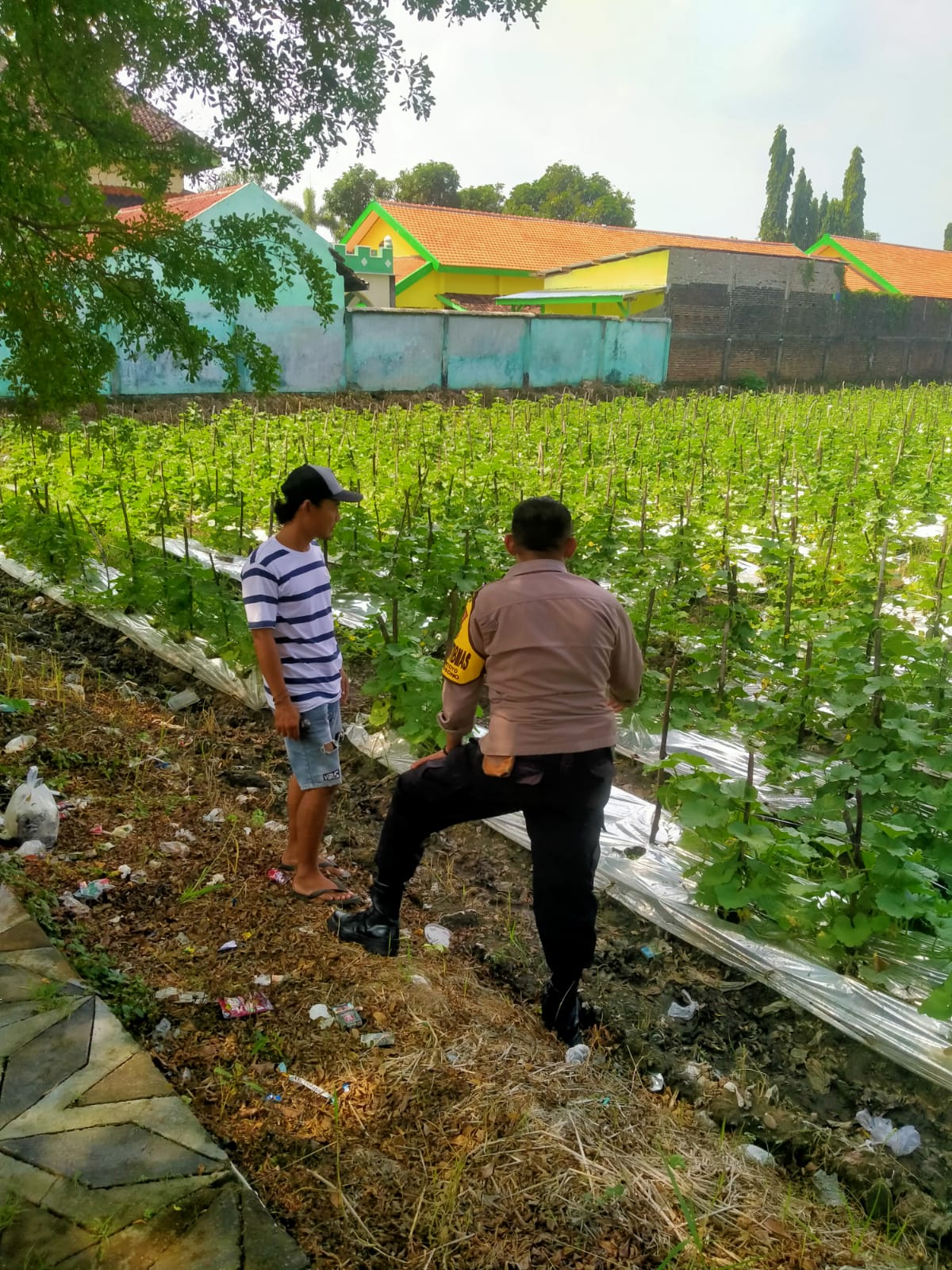 Bhabinkamtibmas Patianrowo Pantau Tanaman Melon yang Tumbuh Subur di Musim Kemarau
