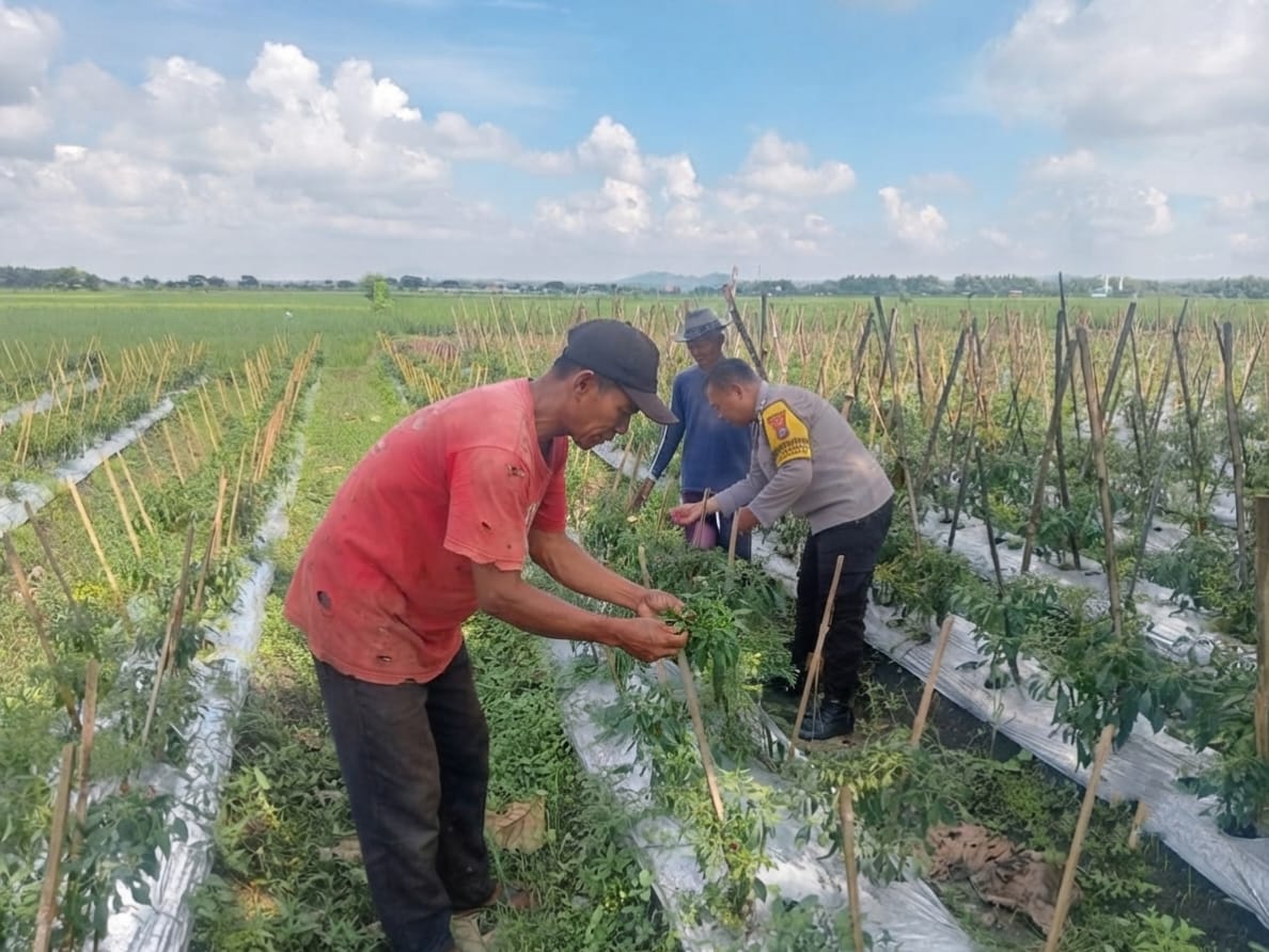 Bhabinkamtibmas Desa Pandantoyo Pantau Perkembangan Tanaman Cabai Merah