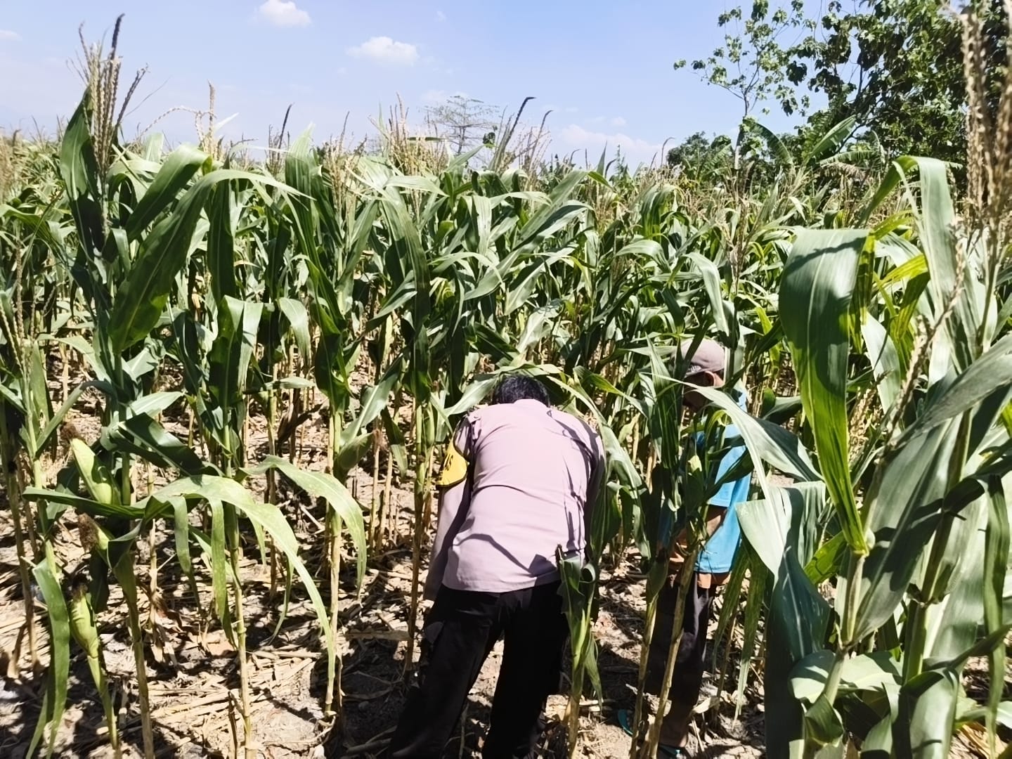 Bhabinkamtibmas Hadir di Tengah Petani, Pastikan Jagung Siap Panen Dukung Ketahanan Pangan